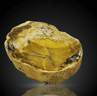 Batu Petrified Wood